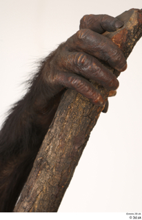 Chimpanzee Bonobo hand 0005.jpg